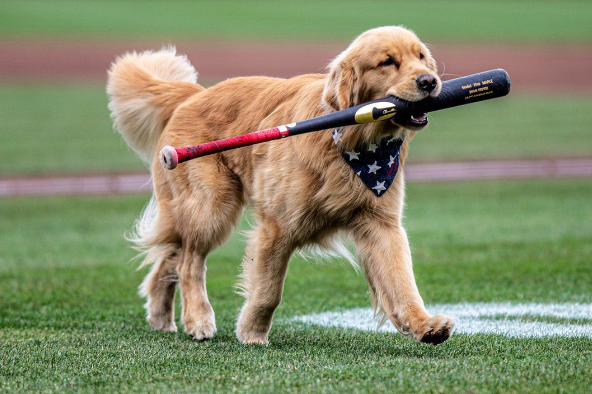 Nacionales suben a perro golden retriever a mlb